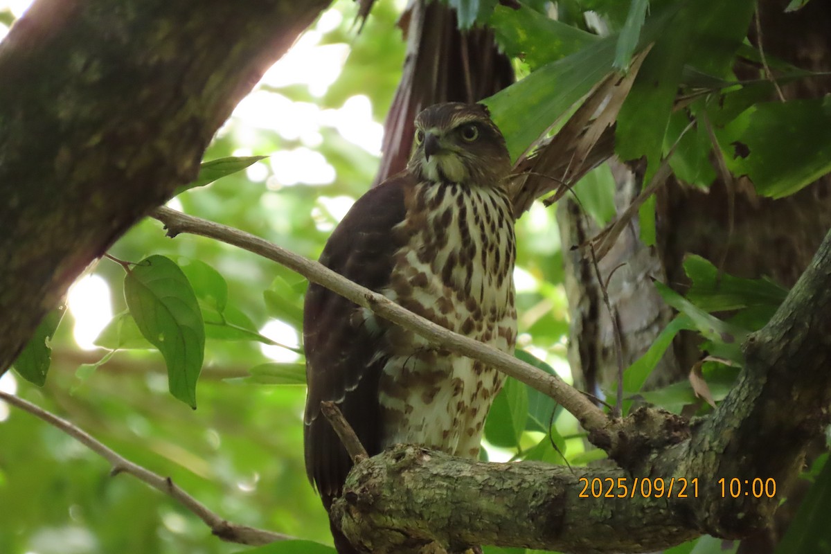 Crested Goshawk - ML642143422