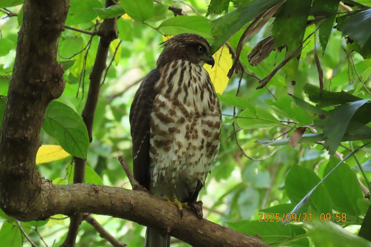 Crested Goshawk - ML642143423