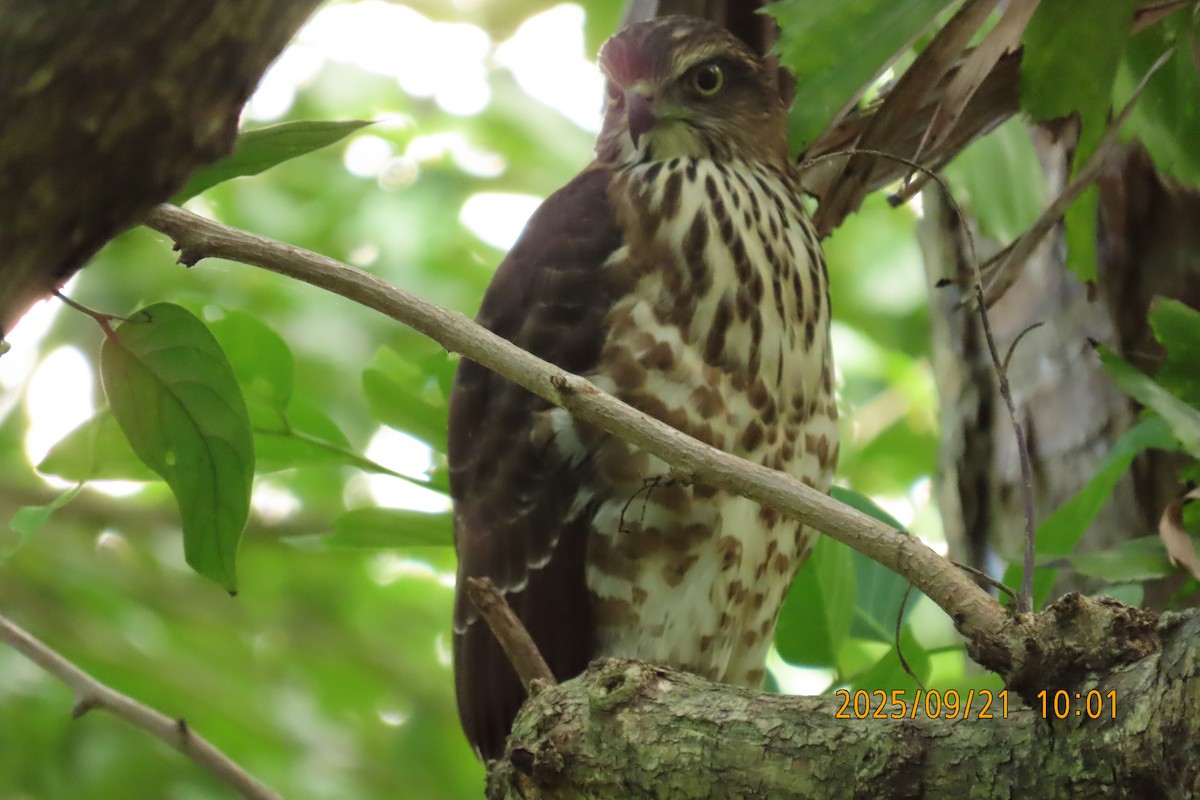 Crested Goshawk - ML642143424