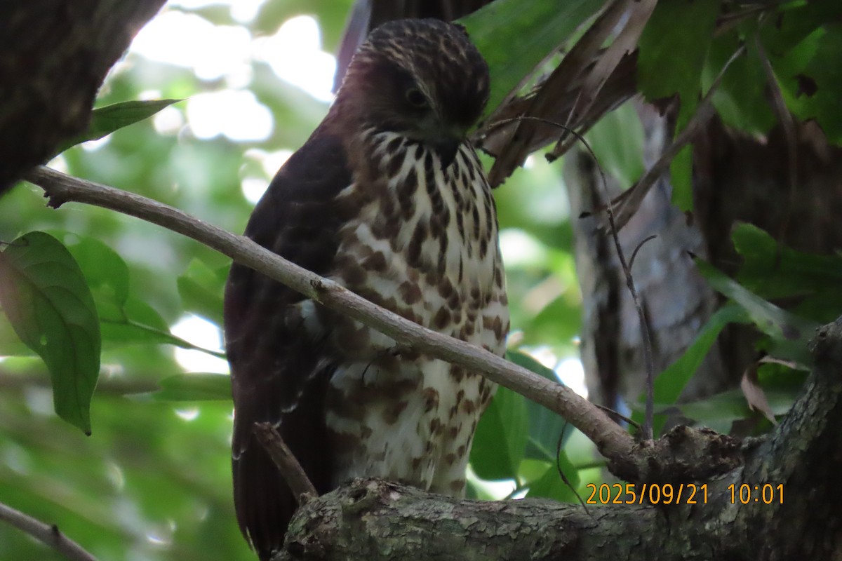 Crested Goshawk - ML642143425