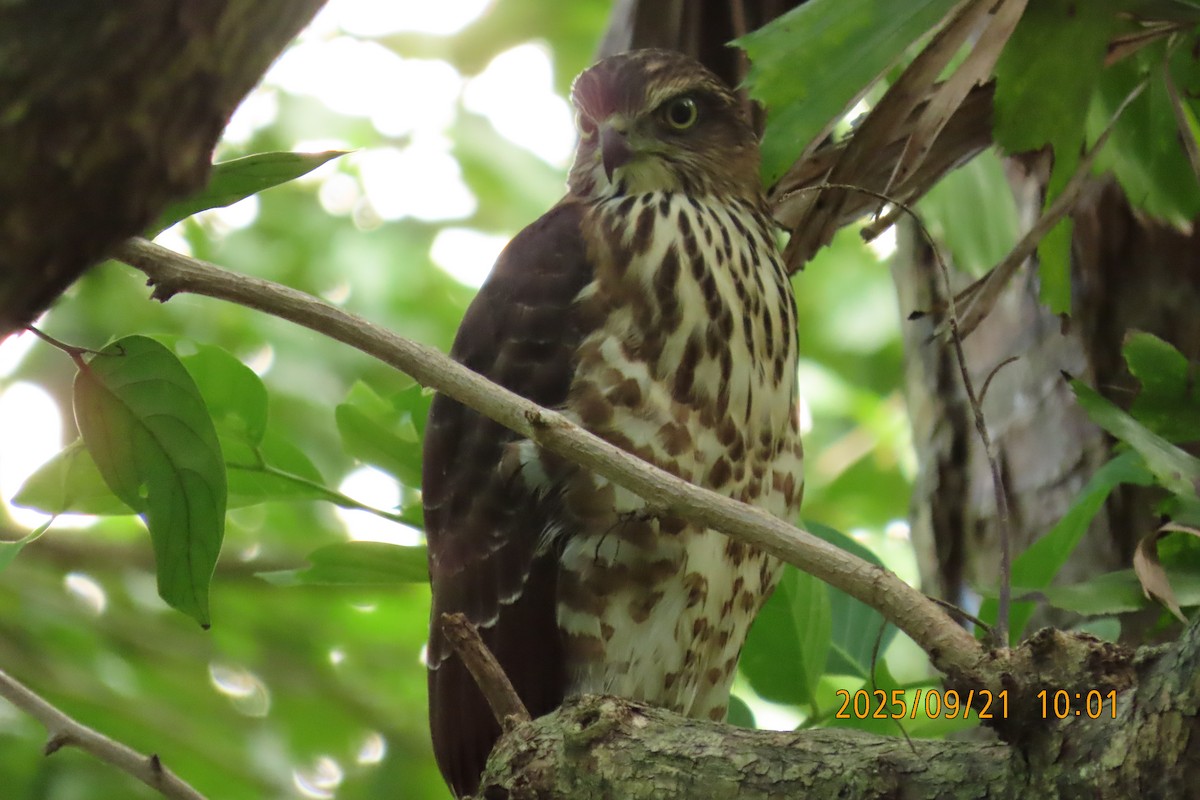 Crested Goshawk - ML642143426