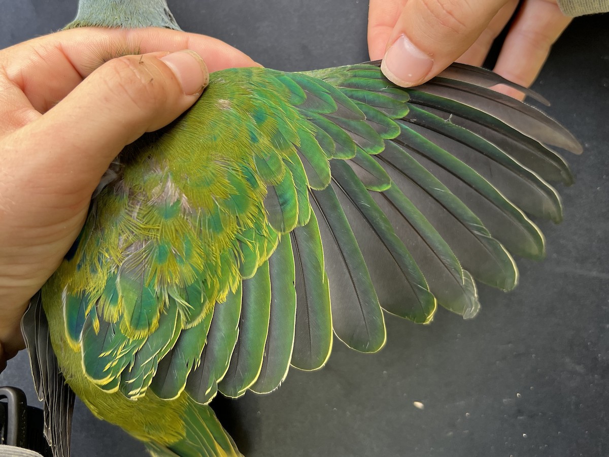 holub růžovohlavý - ML642143428