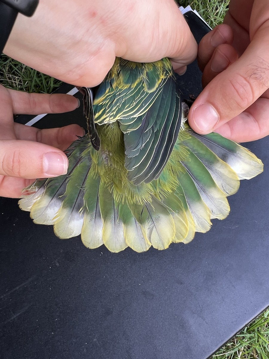 holub růžovohlavý - ML642143429