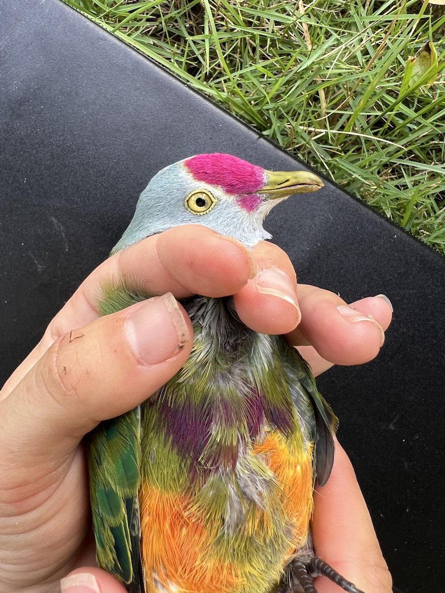 holub růžovohlavý - ML642143430