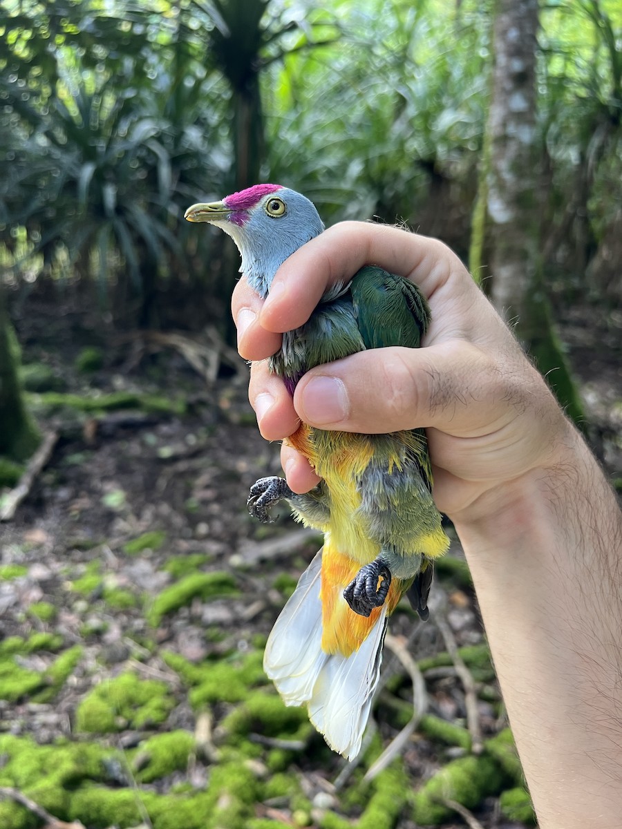 holub růžovohlavý - ML642143431