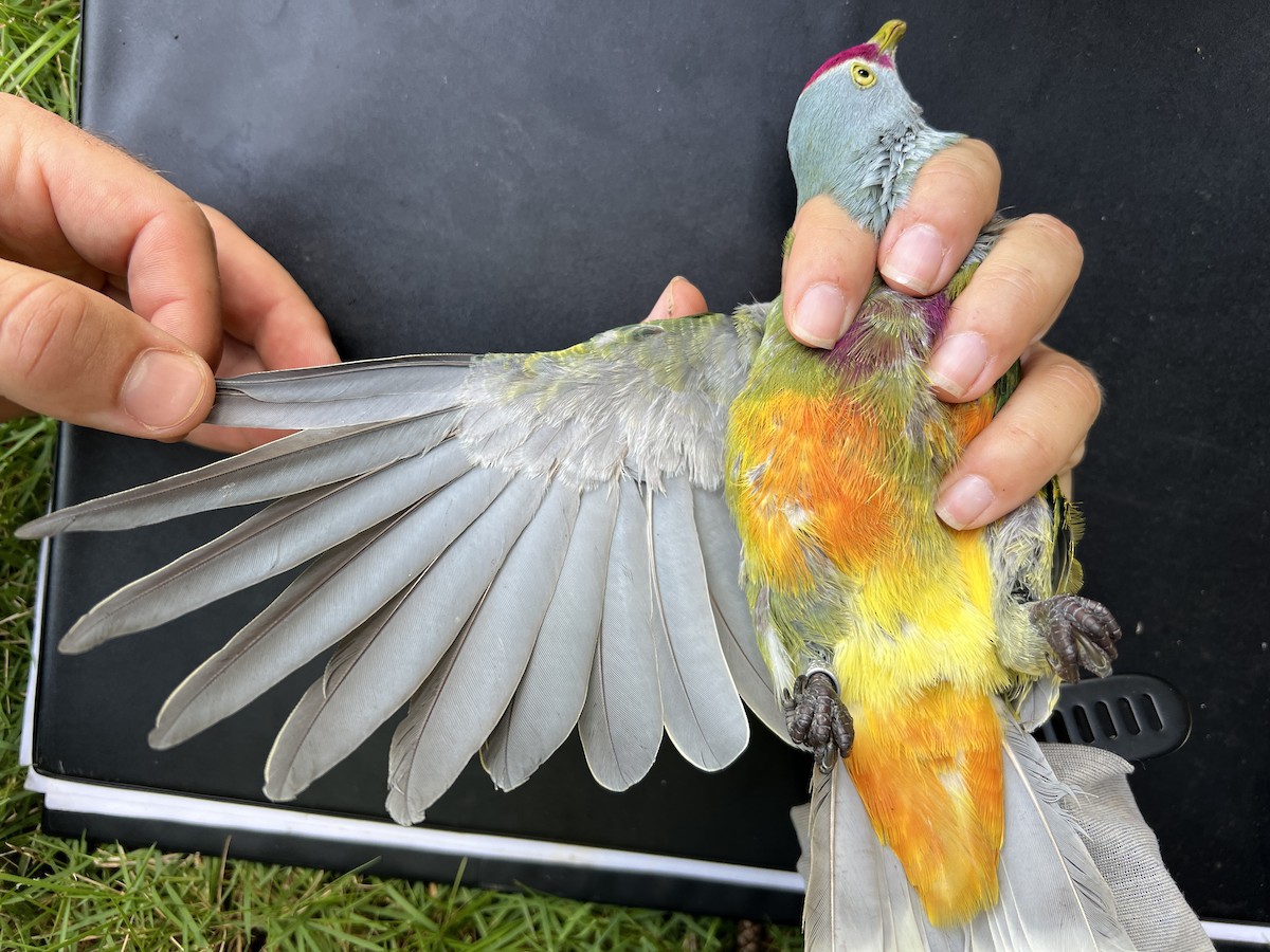 holub růžovohlavý - ML642143432