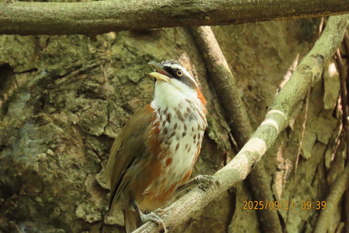 Taiwan Scimitar-Babbler - ML642143433