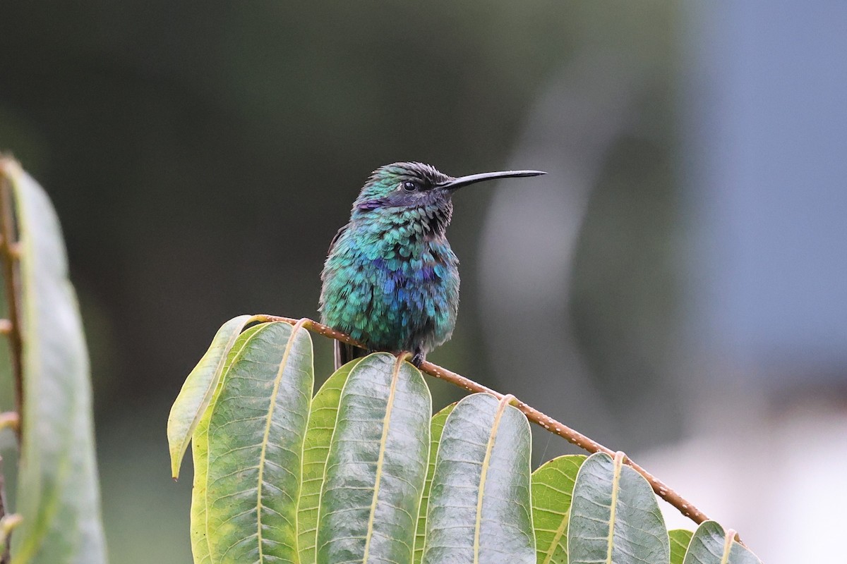 Sparkling Violetear - ML642143435