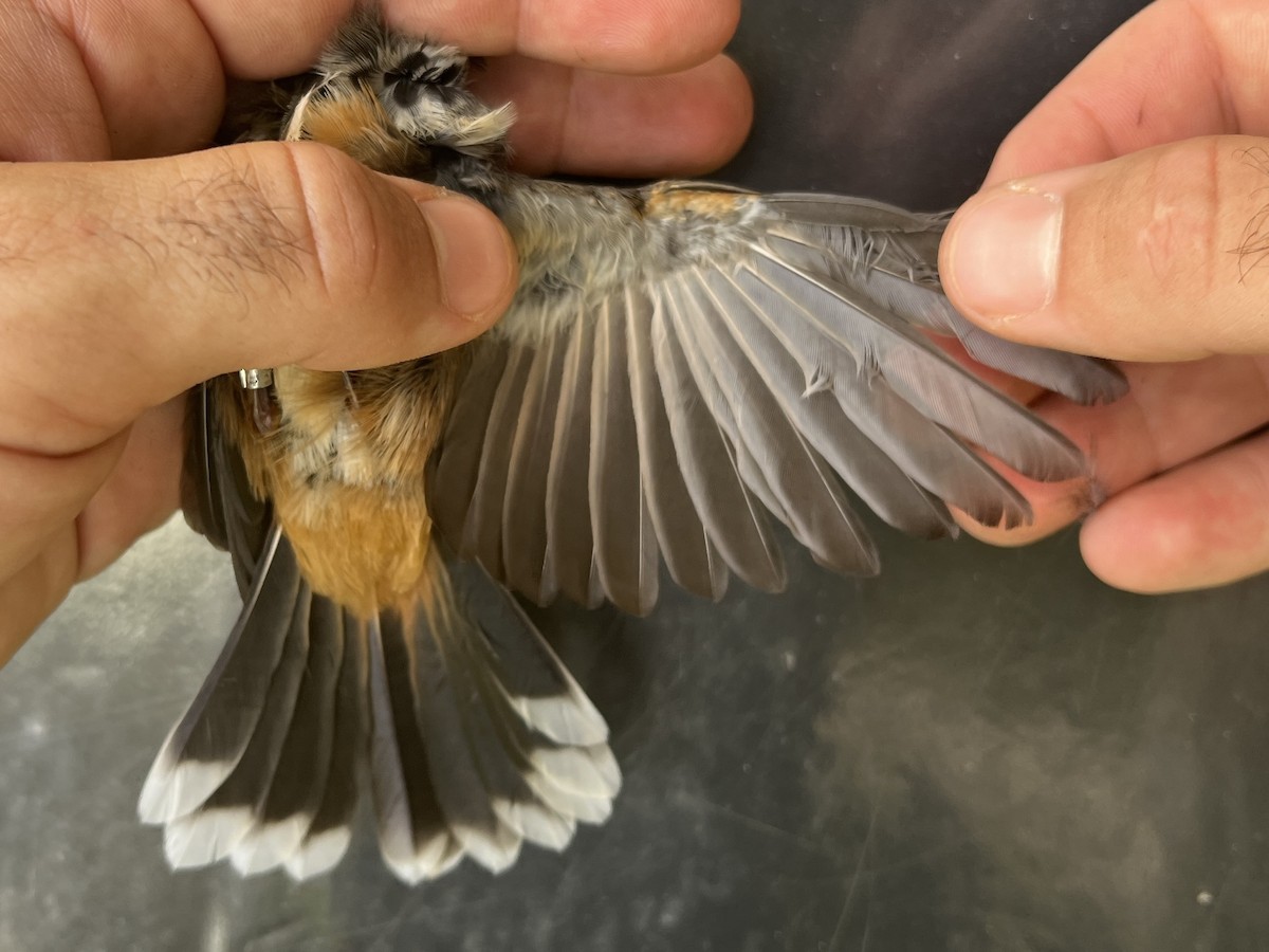 Micronesian Rufous Fantail (Marianas) - ML642143436