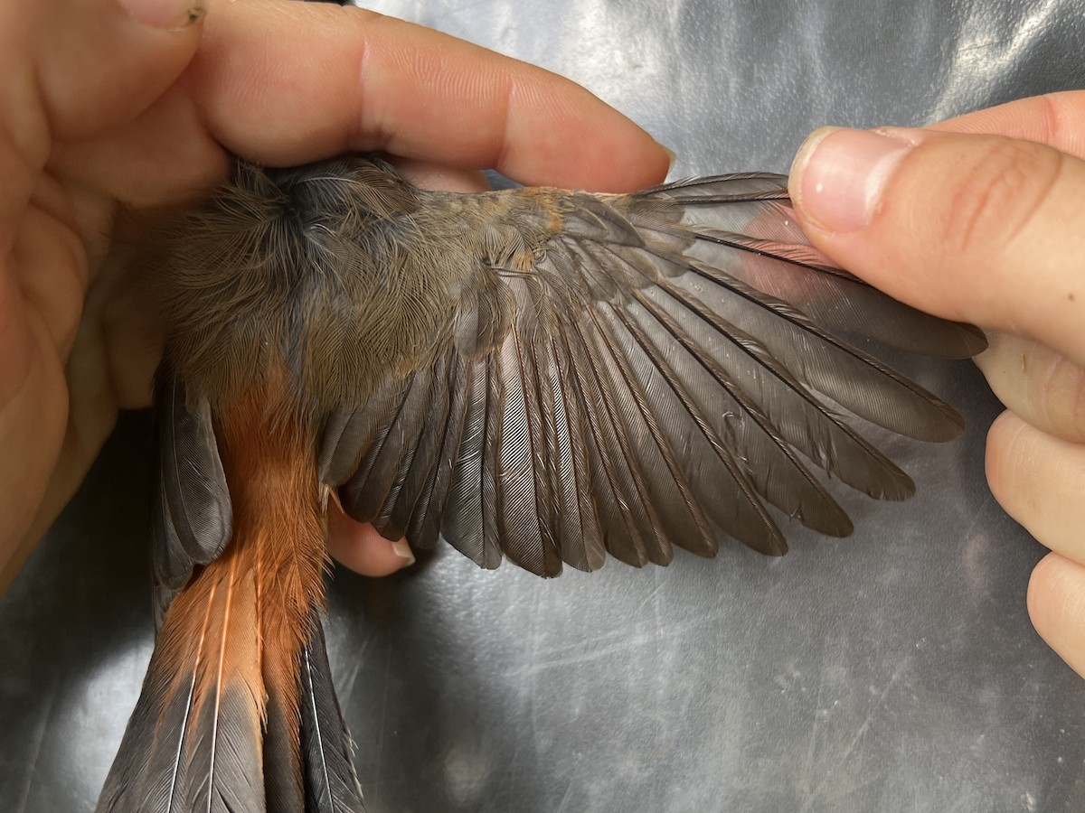 Micronesian Rufous Fantail (Marianas) - ML642143438