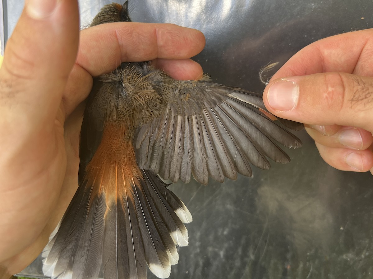 Micronesian Rufous Fantail (Marianas) - ML642143439