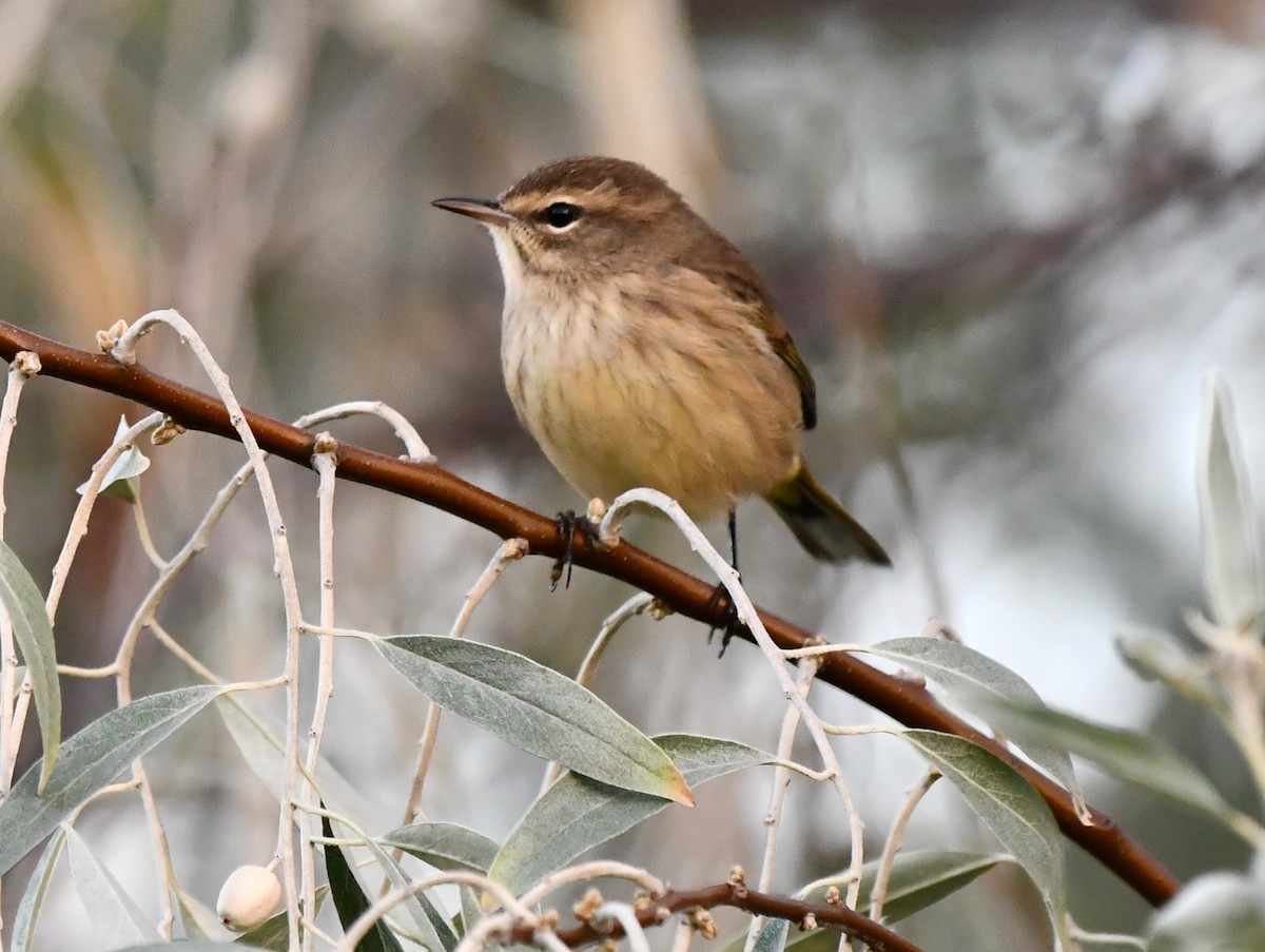 Palm Warbler - ML642143446