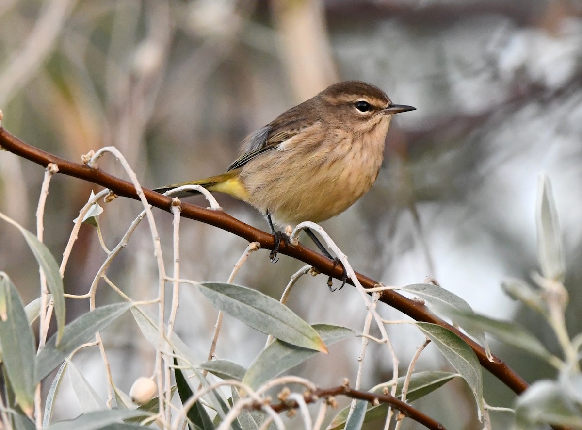 Palm Warbler - ML642143452