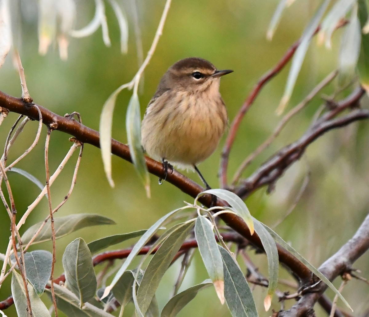 Palm Warbler - ML642143455