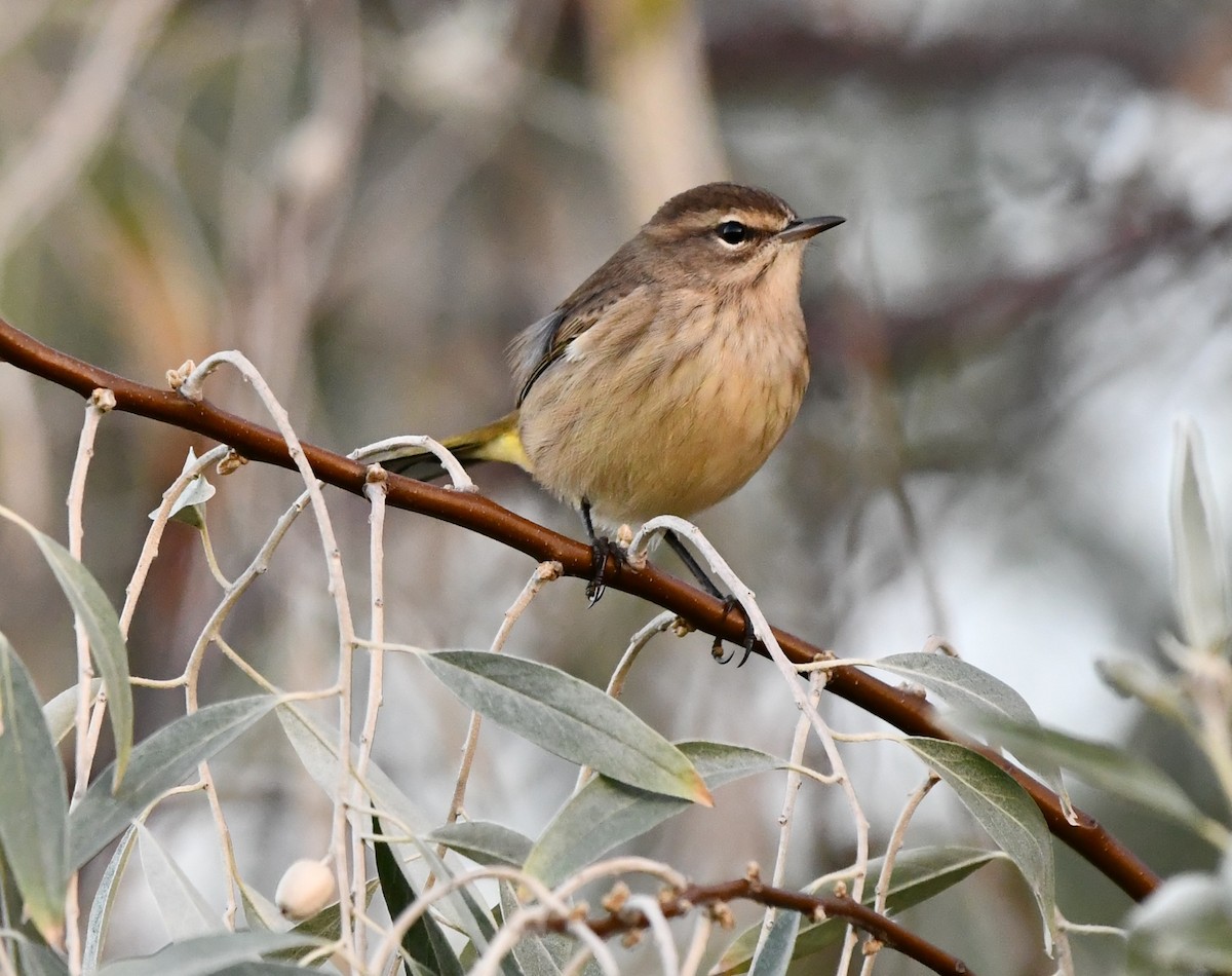 Palm Warbler - ML642143458