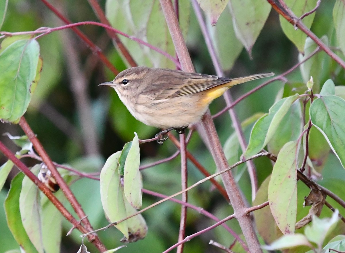 Palm Warbler - ML642143459