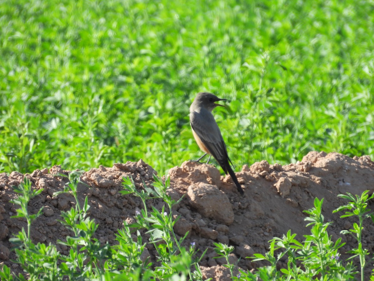 Say's Phoebe - ML642143461