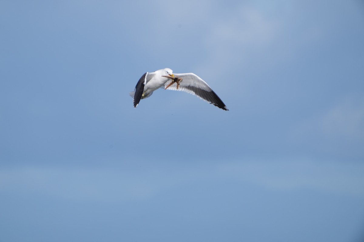 Kelp Gull (dominicanus) - ML642143468