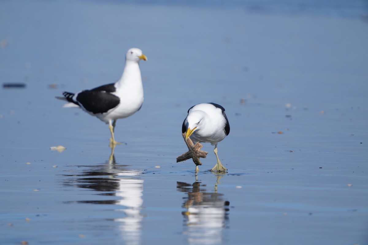 Kelp Gull (dominicanus) - ML642143469