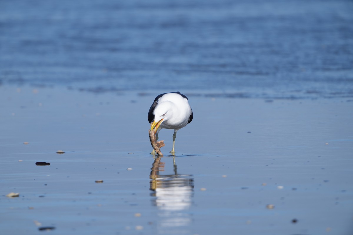 Kelp Gull (dominicanus) - ML642143470