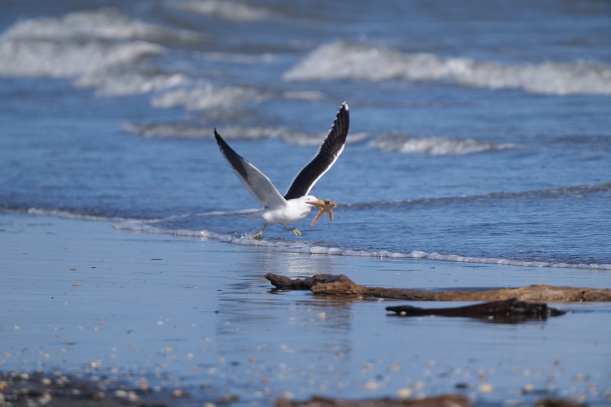 Kelp Gull (dominicanus) - ML642143471