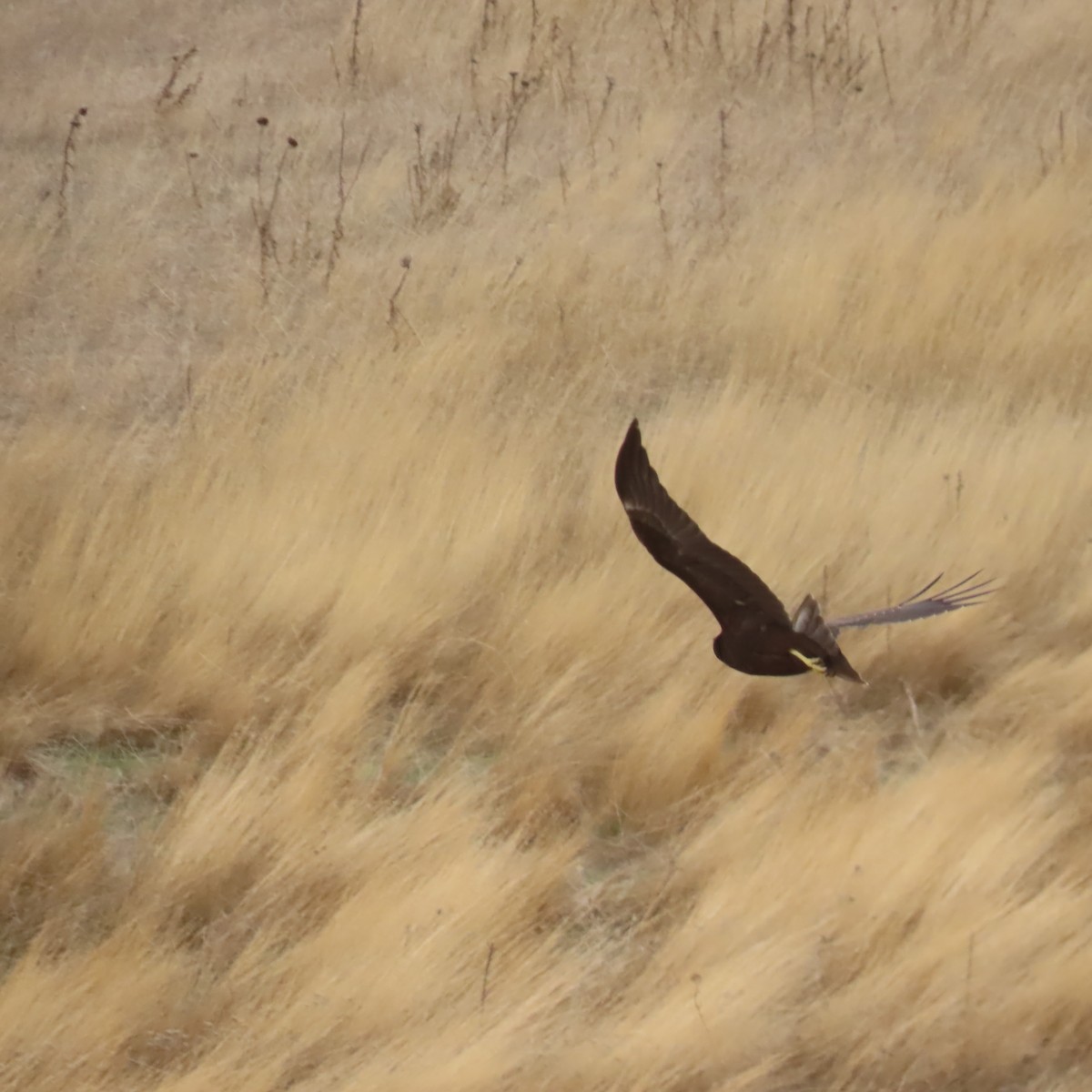 Western Marsh Harrier - ML642143472