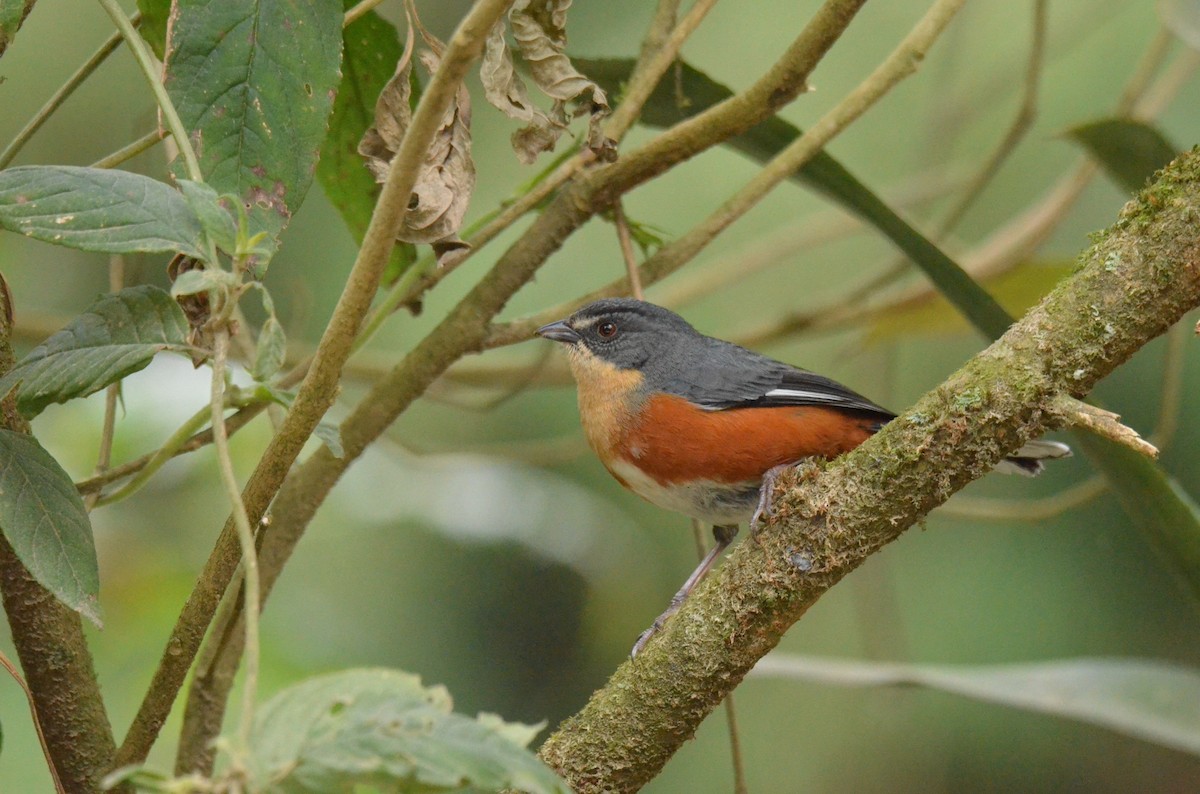 Buff-throated Warbling Finch - ML642143473