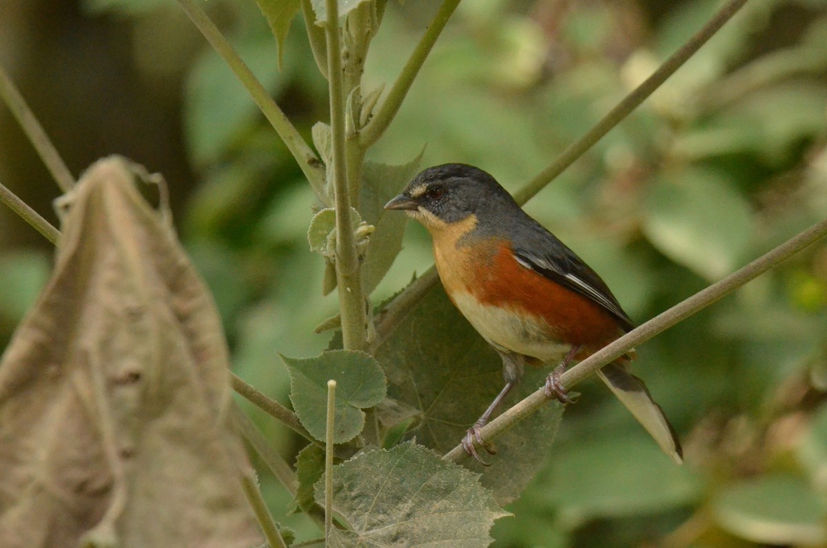 Buff-throated Warbling Finch - ML642143474