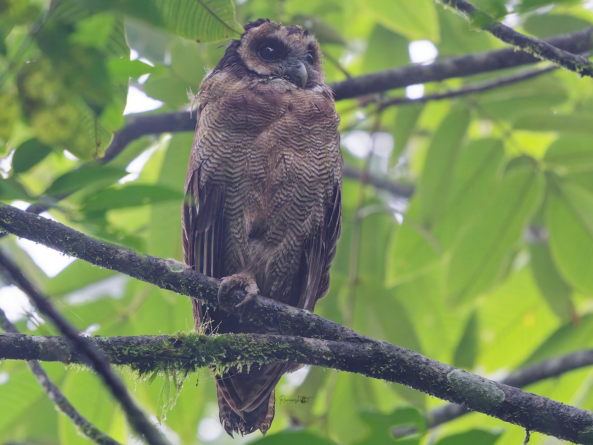 Brown Wood-Owl - ML642143475
