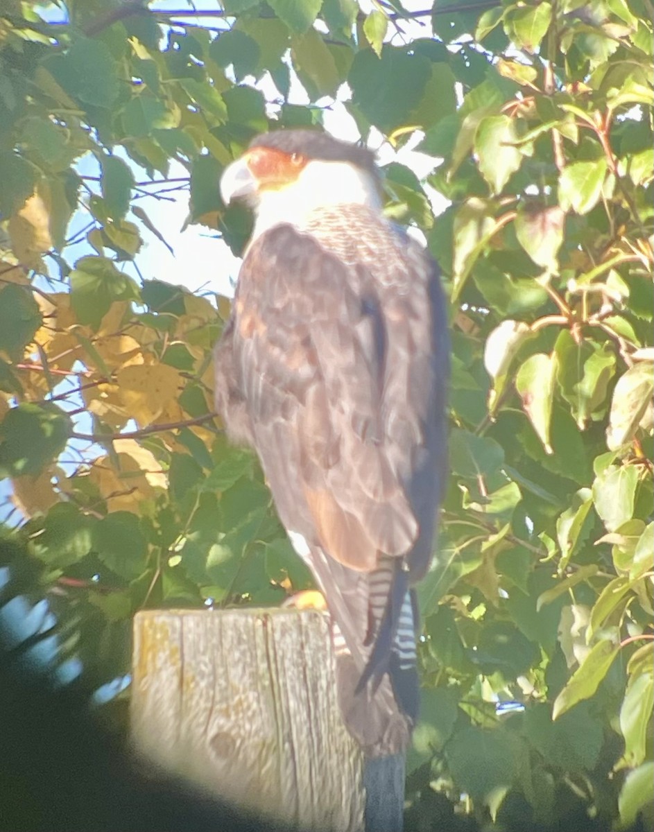Crested Caracara - ML642143476