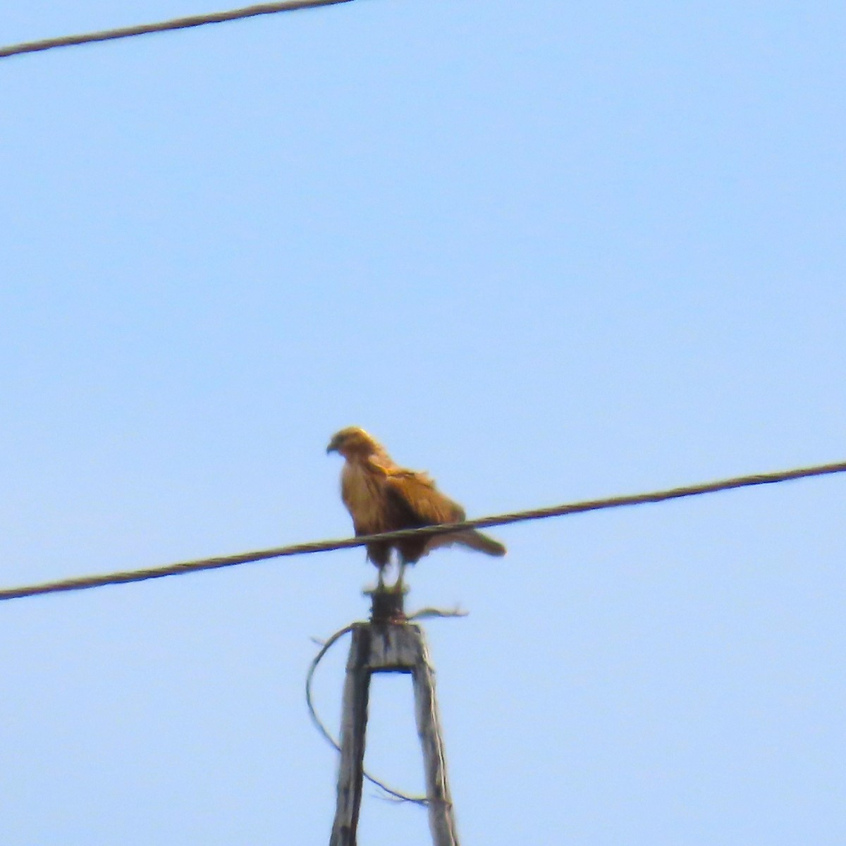 Long-legged Buzzard - ML642143478