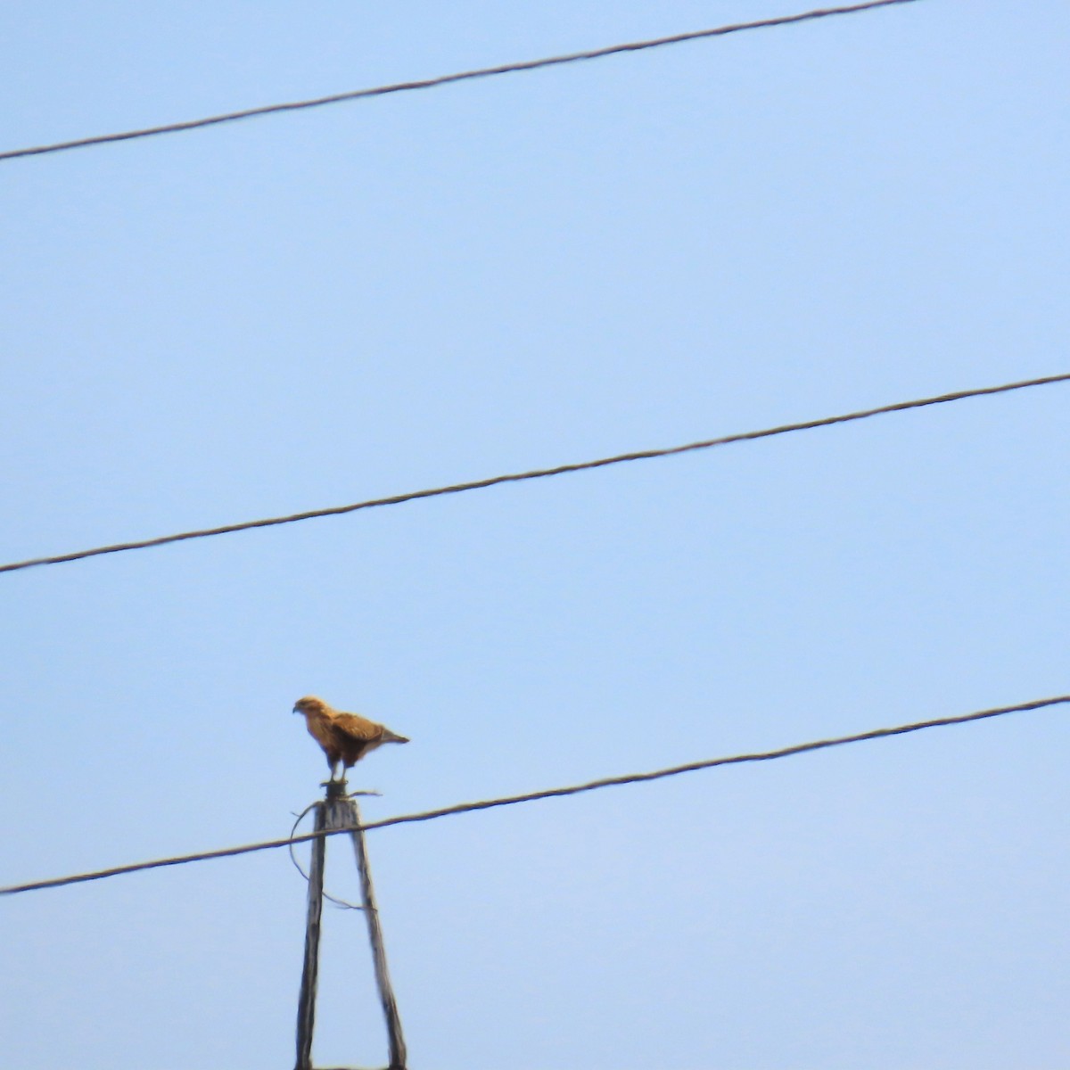 Long-legged Buzzard - ML642143479