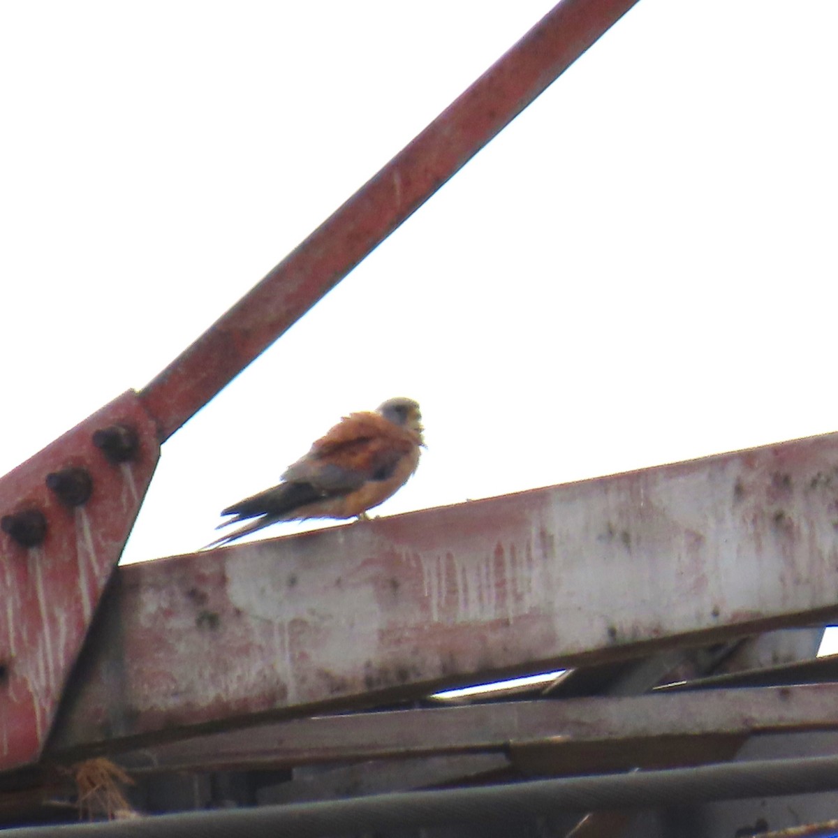 Lesser Kestrel - ML642143483