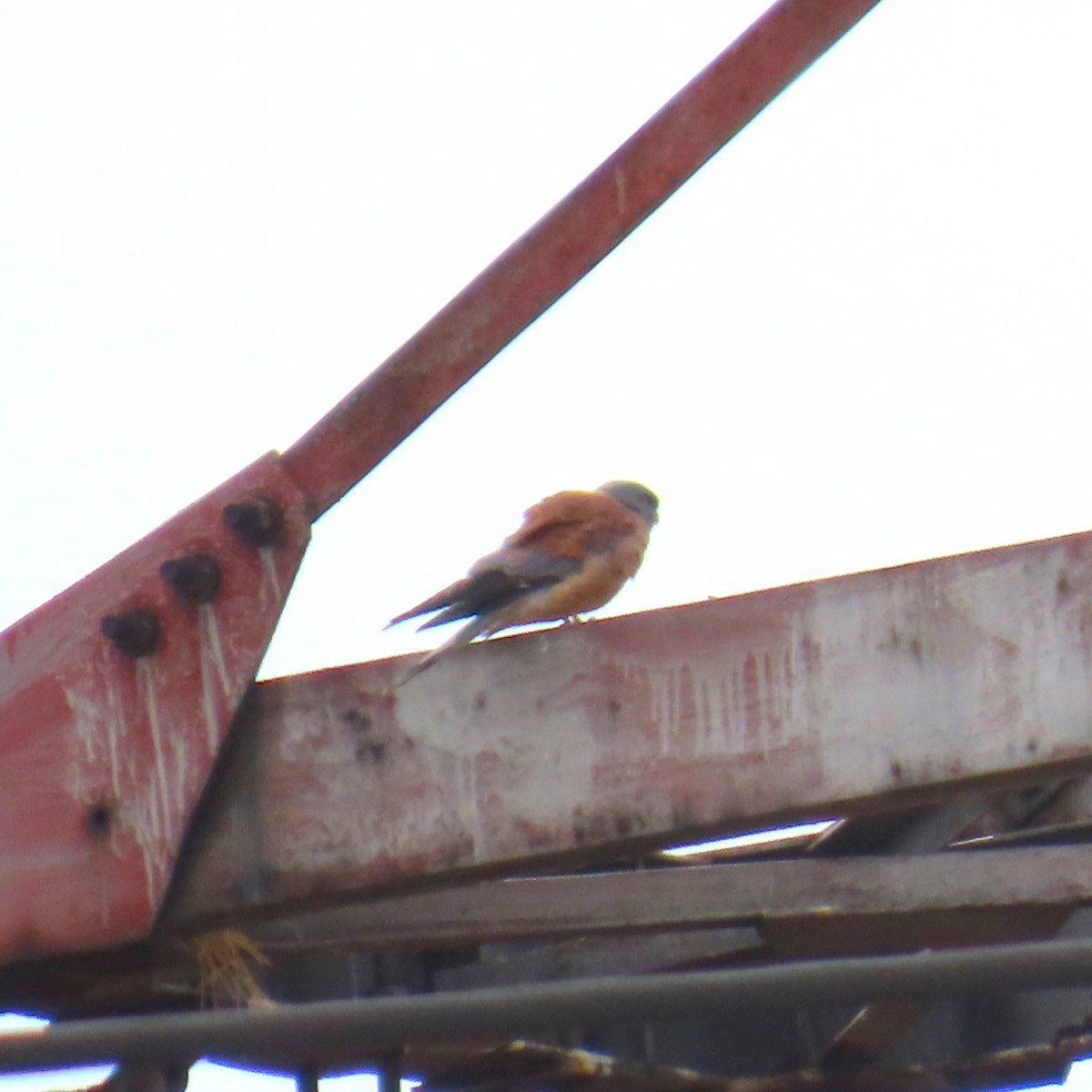 Lesser Kestrel - ML642143484