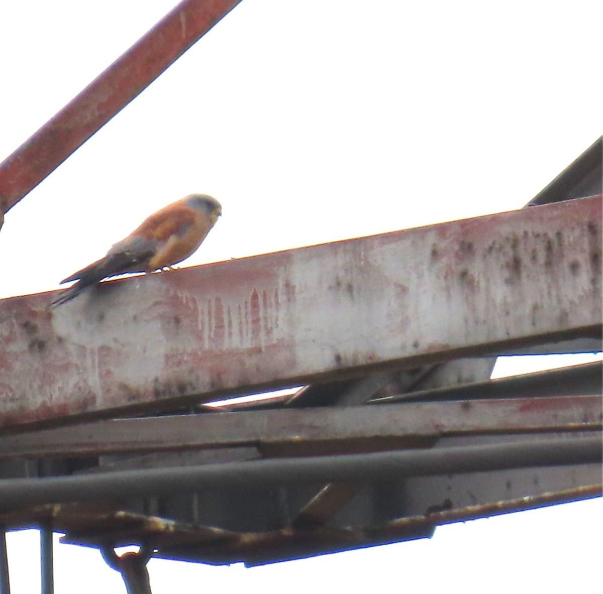 Lesser Kestrel - ML642143485