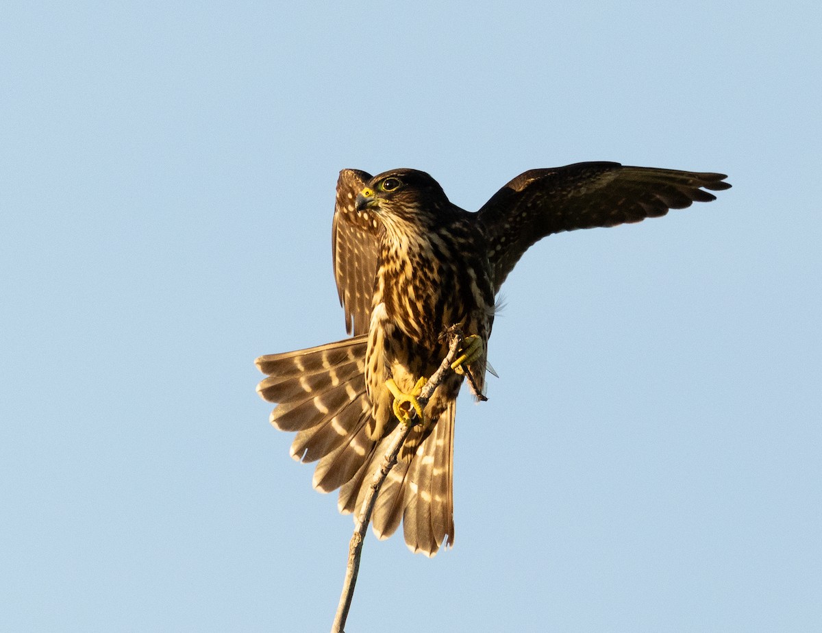 Merlin - ML642143493