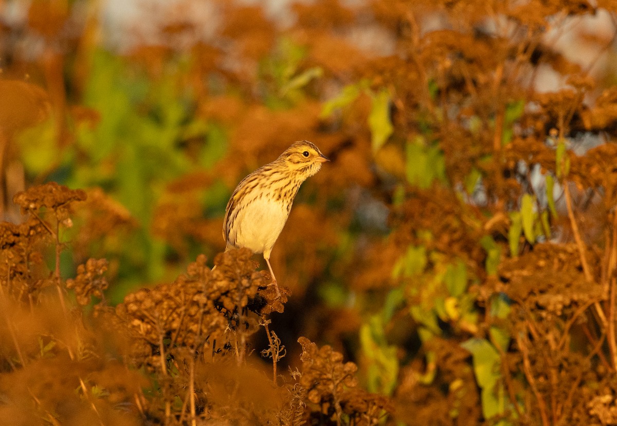 Savannah Sparrow - ML642143497