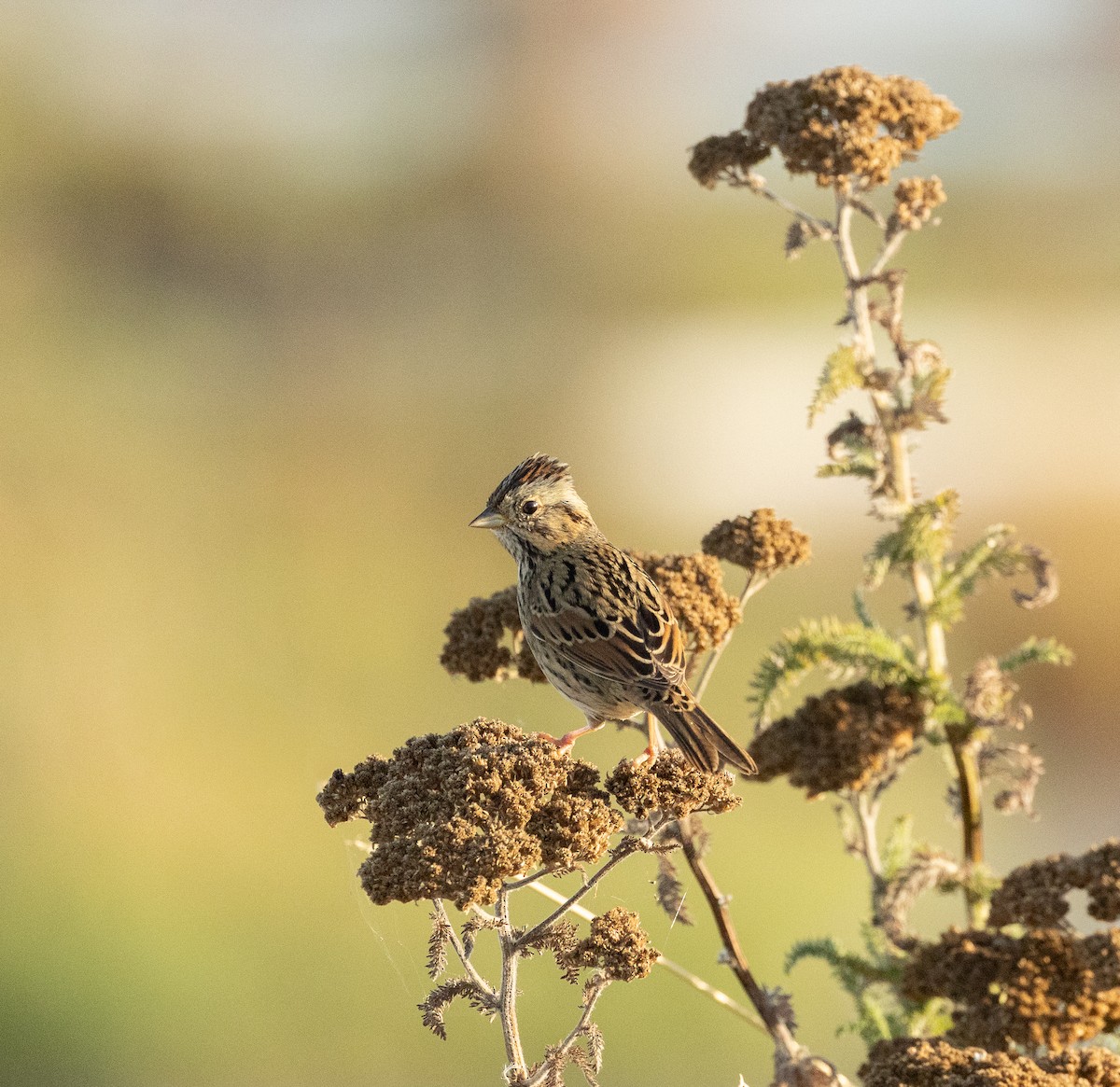 Lincoln's Sparrow - ML642143500