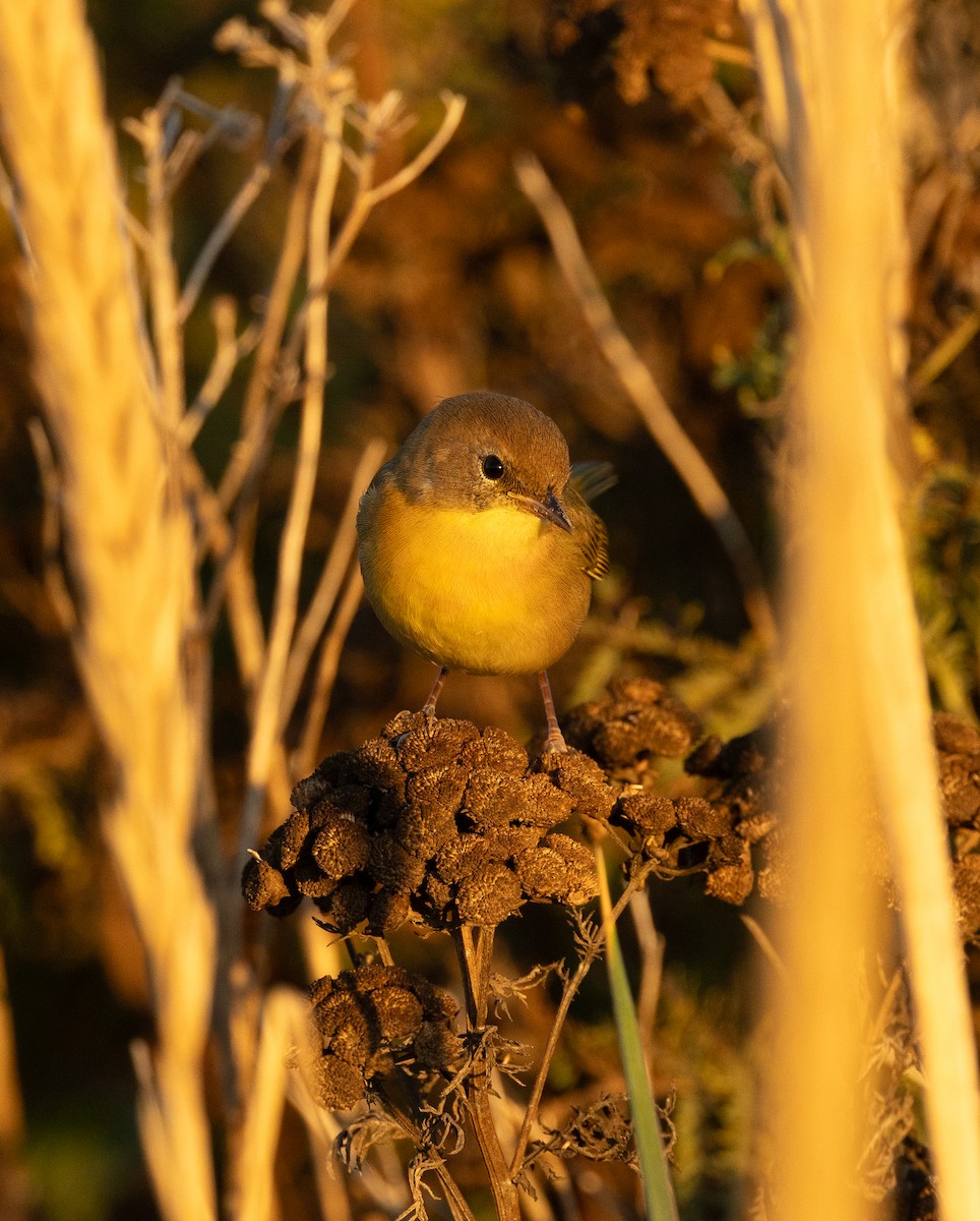 Common Yellowthroat - ML642143503