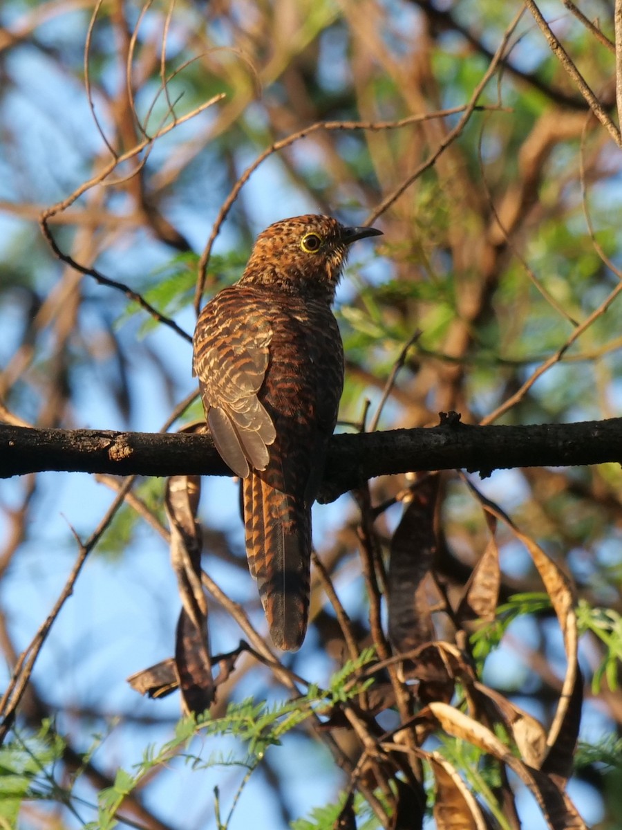 Plaintive Cuckoo - ML642143504