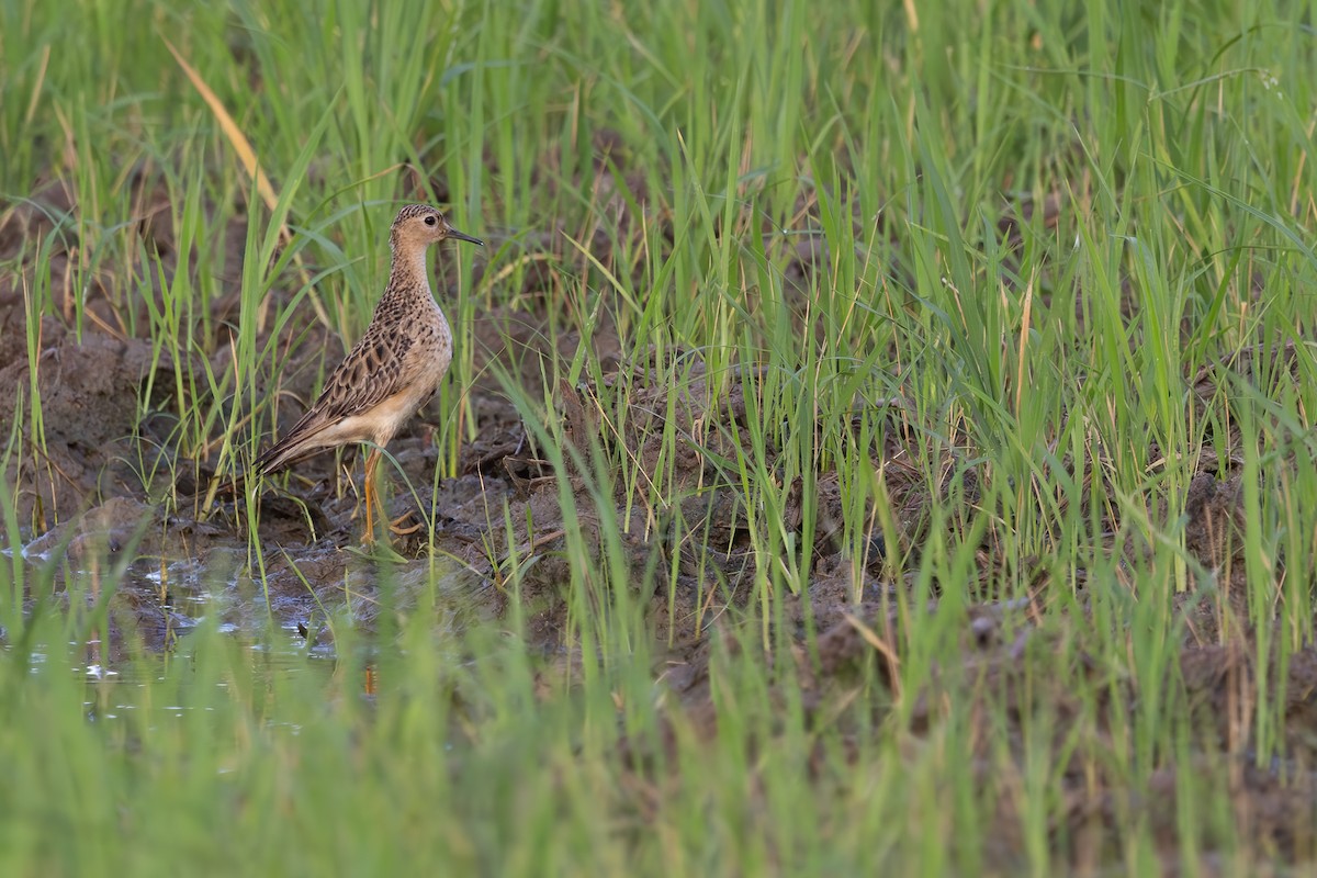 Buff-breasted Sandpiper - ML642143505
