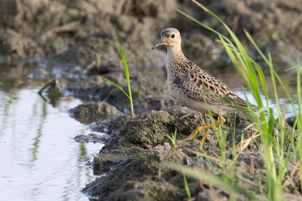 Buff-breasted Sandpiper - ML642143506