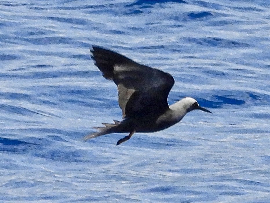 Black Noddy (melanogenys) - ML642143507