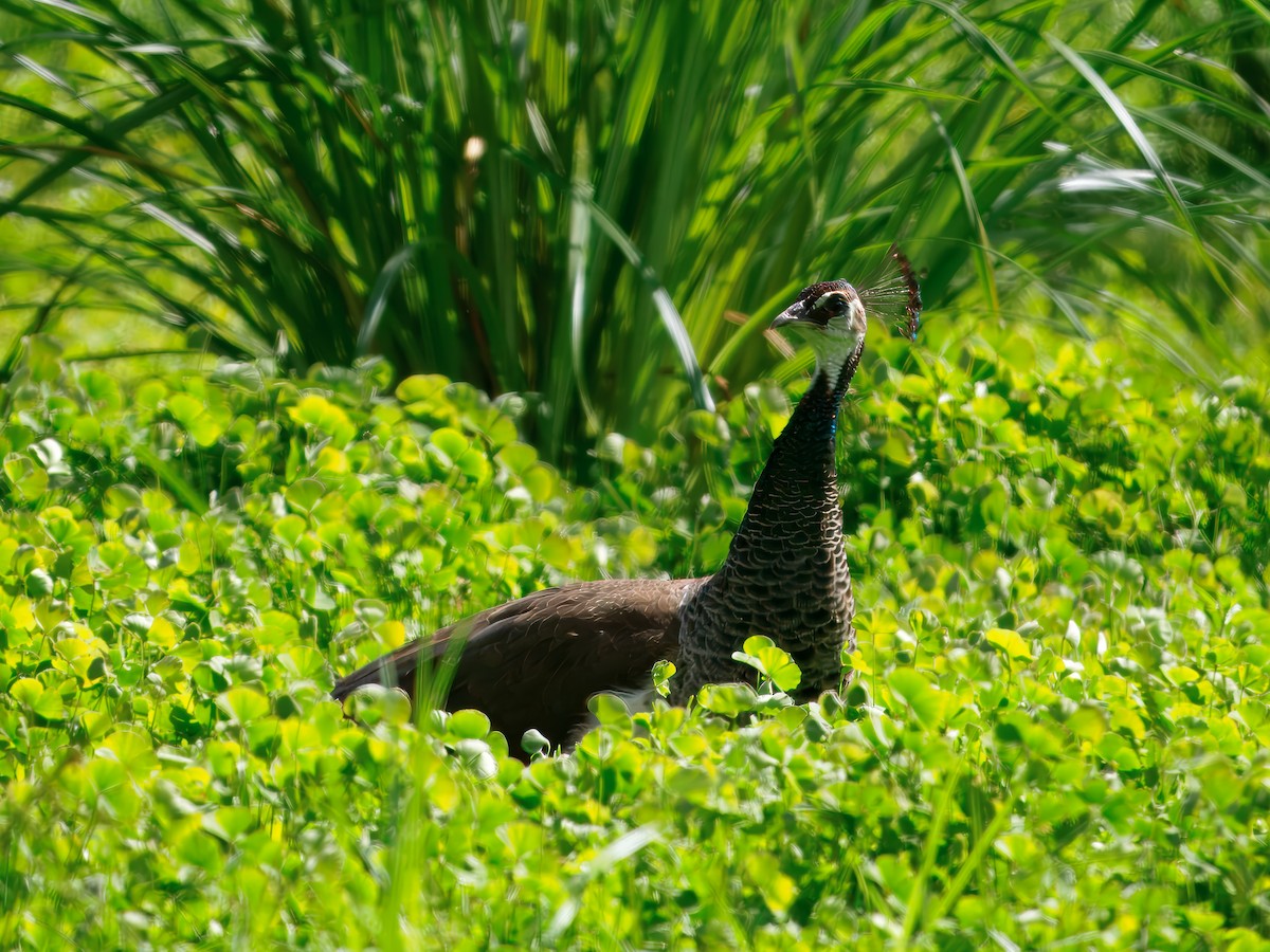 Indian Peafowl (Domestic type) - ML642143508