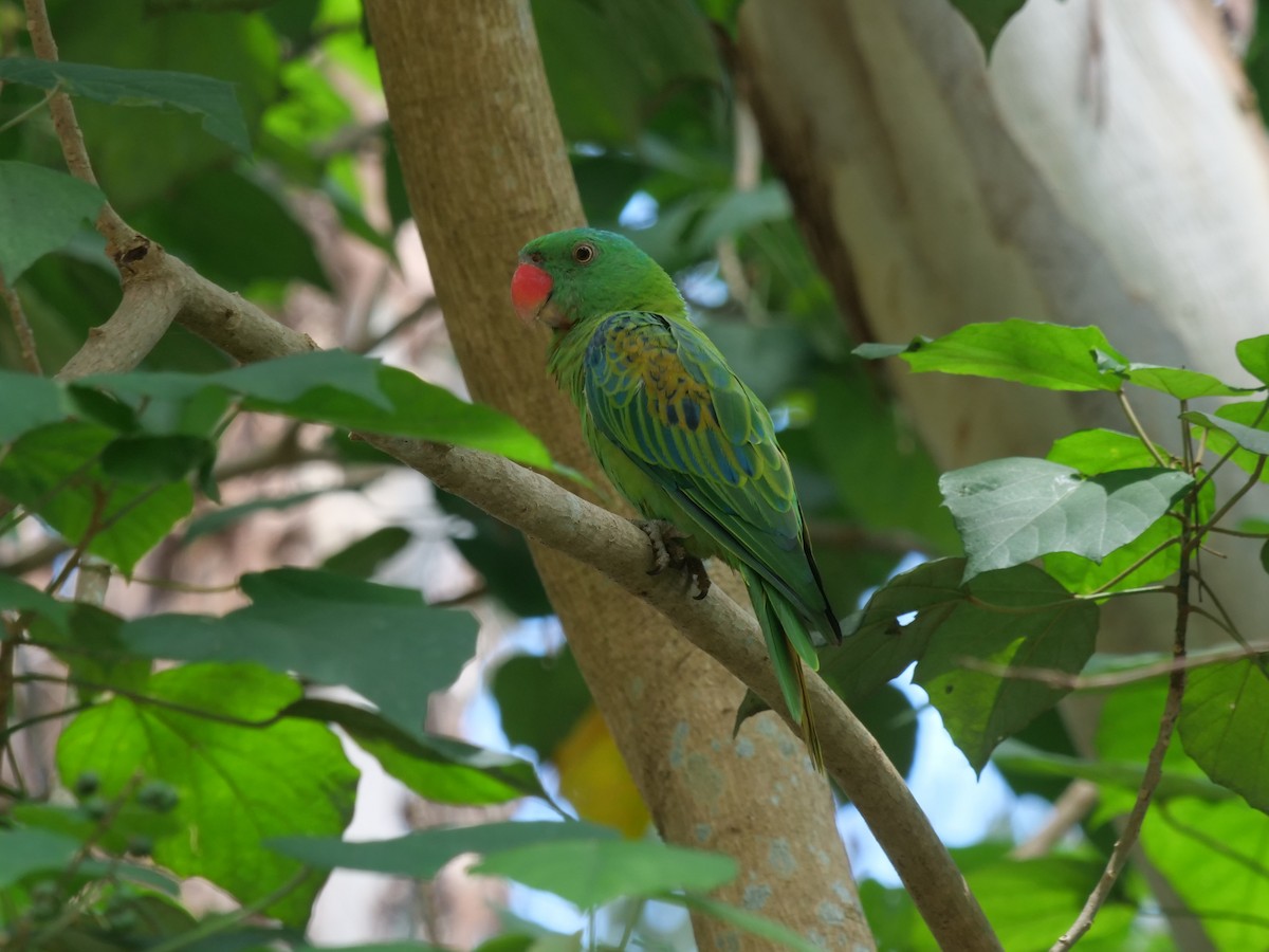 Blue-naped Parrot - ML642143509