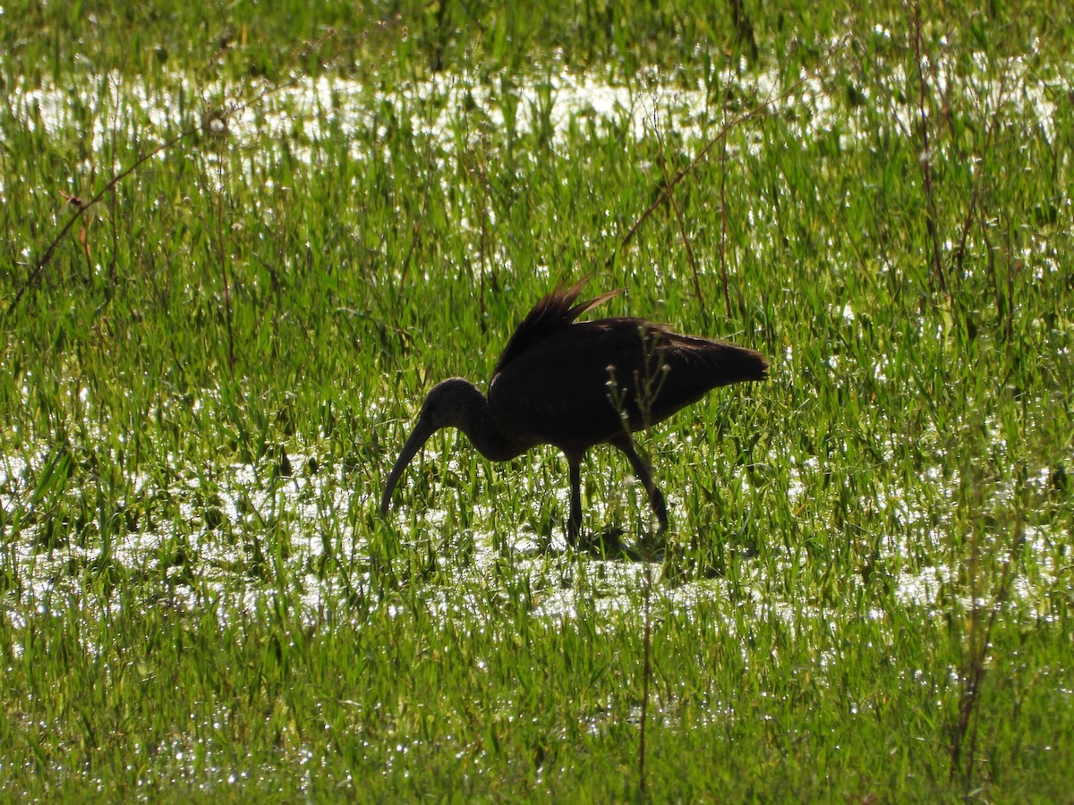 Glossy Ibis - ML642143512