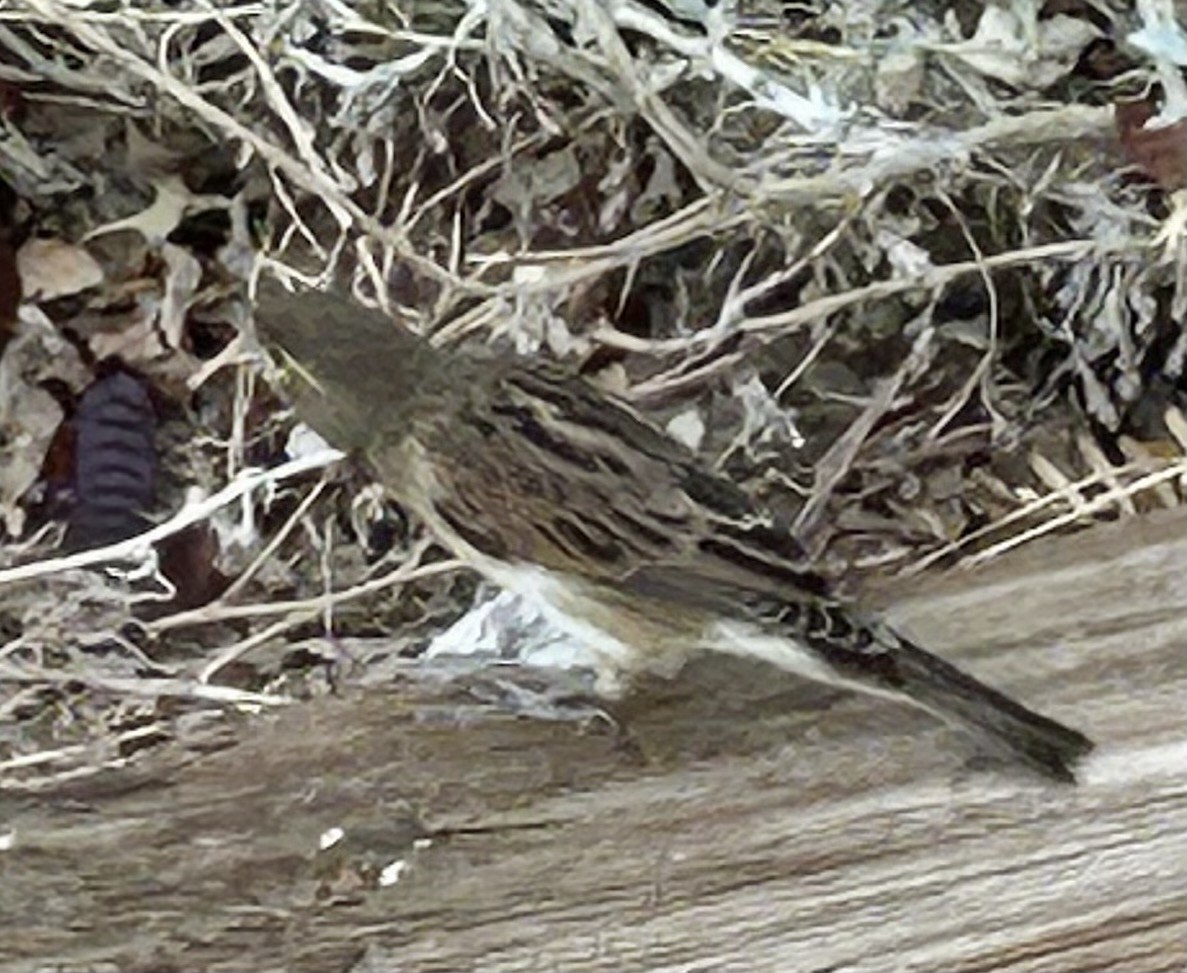 Dickcissel - ML642143514