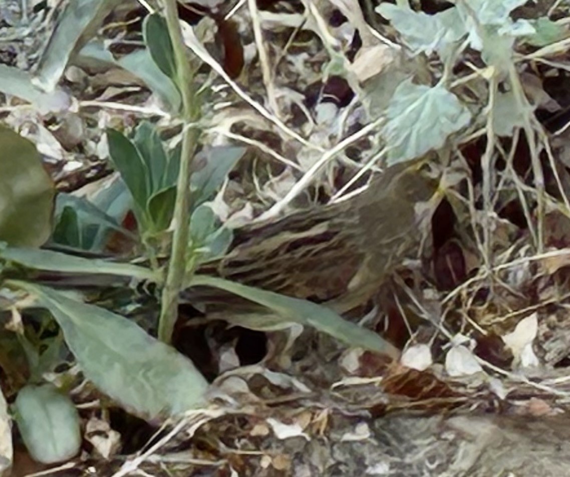 Dickcissel - ML642143516