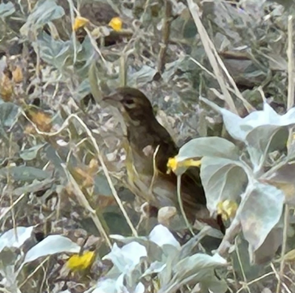 Dickcissel - ML642143517