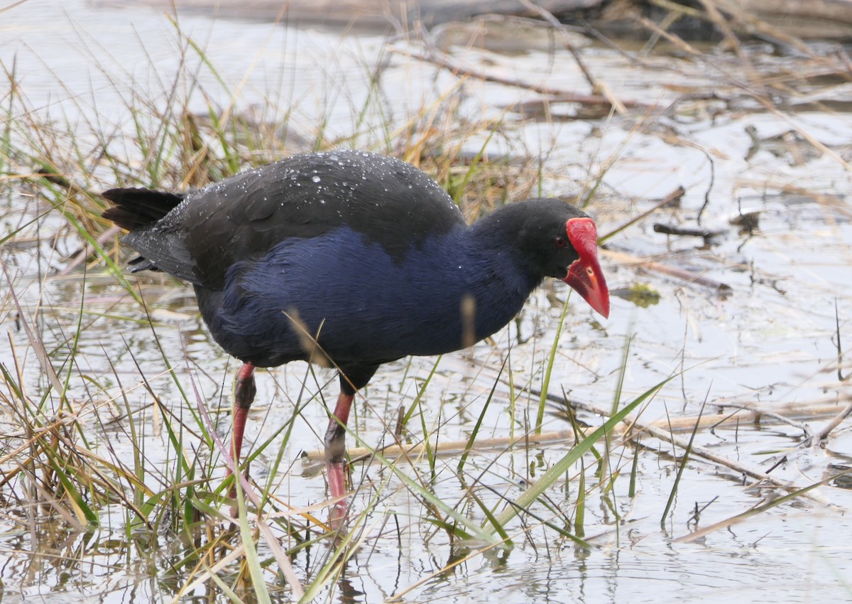 Australasian Swamphen - ML642143518